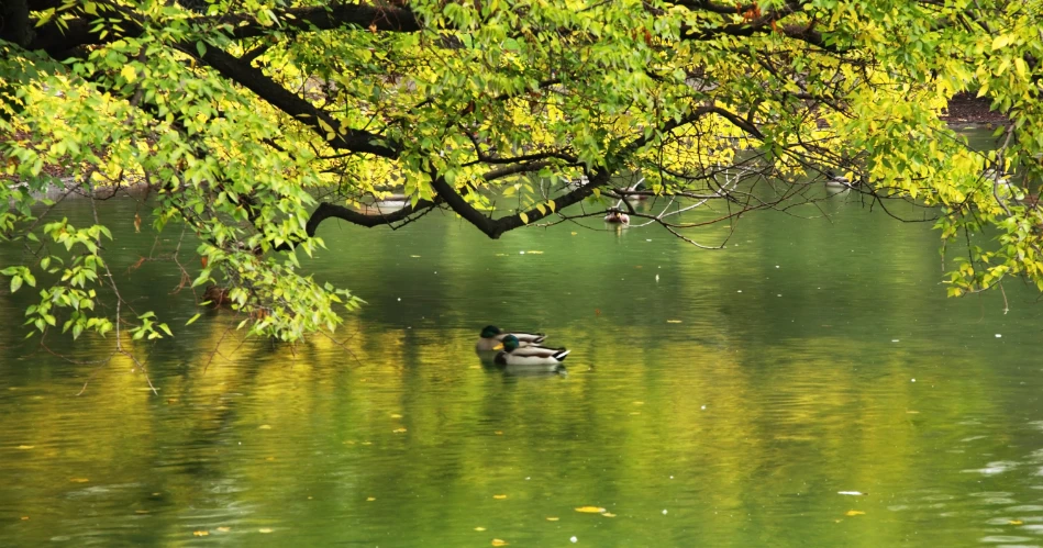 A Relaxing Day at Stadtpark Vienna
